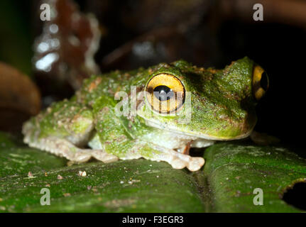 Pattes minces de Buckley (Treefrog Osteocephalus buckleyi). Sur une feuille dans la forêt tropicale, de l'Équateur. Banque D'Images