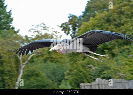 Maribou Stork en vol. Banque D'Images