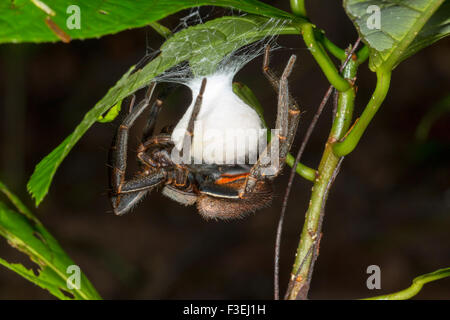 Spider (Ctenididae l'errance de la famille) une couvaison d'œufs sous une feuille dans la forêt tropicale en sous-bois, de l'Équateur Banque D'Images