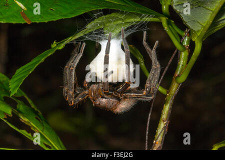 Spider (Ctenididae l'errance de la famille) une couvaison d'œufs sous une feuille dans la forêt tropicale en sous-bois, de l'Équateur Banque D'Images