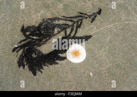 Sand Dollar sur Sand Dollar Beach, los Padres National Forest, Big Sur, Californie Banque D'Images