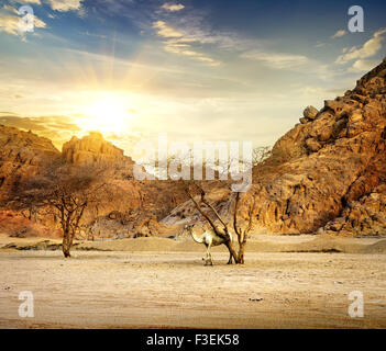 Camel en montagnes de désert de sable au coucher du soleil Banque D'Images