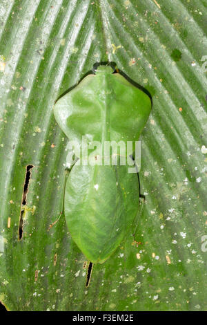 Feuilles adultes imitent mantis (Choeradodis rhomboidea) camouflé sur une feuille de la forêt tropicale, l'Équateur Banque D'Images