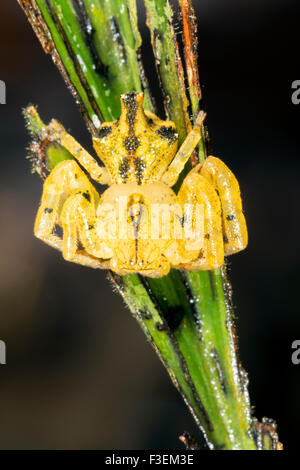 Imitant fleur ARAIGNÉE CRABE (Epicadus heterogaster) famille Thomisidae, sur une feuille dans la forêt tropicale en sous-bois, de l'Équateur Banque D'Images