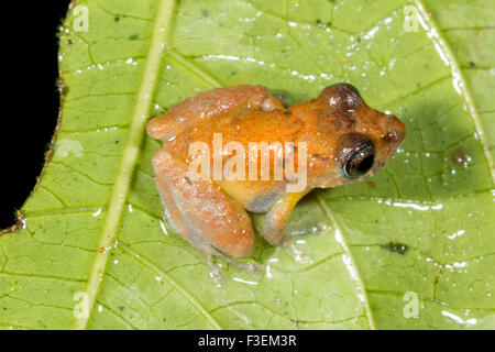 Pristimantis luscombei pluie (grenouille) sur une feuille dans la forêt tropicale en sous-bois, de l'Équateur Banque D'Images