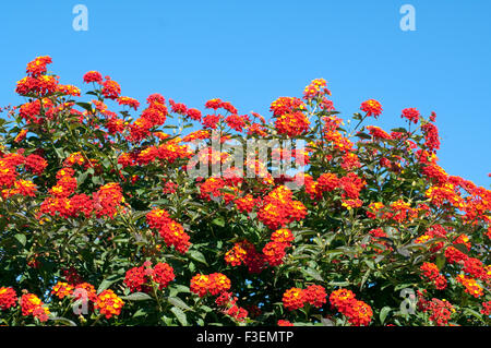 Wandelroeschen, Lantana camara,,, Wandelrosen Banque D'Images