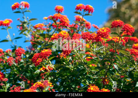 Wandelroeschen, Lantana camara,,, Wandelrosen Banque D'Images