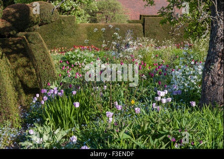 Les jardins de Great Dixter, East Sussex, UK, créée par Christopher Lloyd. Le paon jardin au printemps Banque D'Images