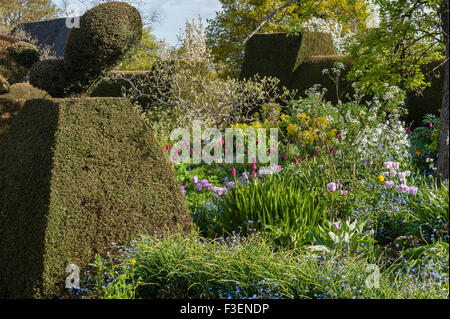 Les jardins de Great Dixter, East Sussex, UK, créée par Christopher Lloyd. Le paon jardin au printemps Banque D'Images