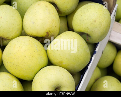 Manger des pommes Golden Delicious, fraîchement cueilli et paniers au marché des producteurs. En gros, en vrac. Banque D'Images