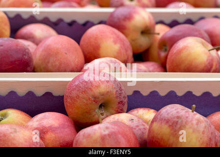 Pommes rouges au marché des agriculteurs, mais en gros, en vrac l'agriculture à petite échelle. Banque D'Images