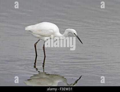 Aigrette garzette (Egretta garzetta) Banque D'Images