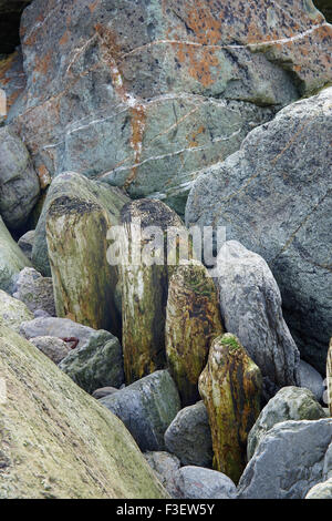 Les souches en décomposition des défenses côtières en bois à Lynmouth dans le Nord du Devon, England, UK Banque D'Images