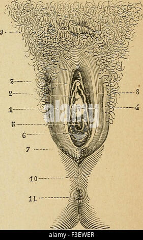Eléments d'anatomie et de physiologie génitale et obstétricale ; précédes de la description sommaire du corps humain a l'usage de Banque D'Images
