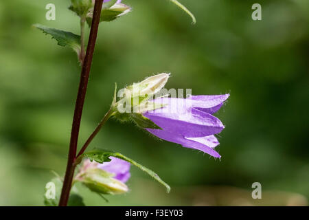 La campanule à feuilles rondes, montrant close-up de fleur, Norfolk, Angleterre, Royaume-Uni Banque D'Images