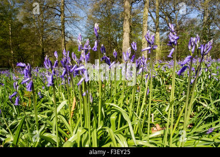 Bluebells (Hyacinthoides non-scripta) croissant dans un bois de feuillus à Norfolk, Angleterre Banque D'Images