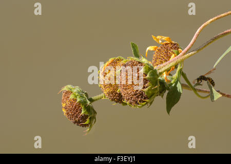 Fading Automne tournesols avec wasp Banque D'Images