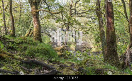 Forêt de chênes de Riverside au parc national de Dartmoor, Devon, Angleterre, Royaume-Uni Banque D'Images