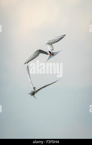 La Sterne pierregarin Sterna hirundo multiples, les combats dans l'air en vol. Banque D'Images