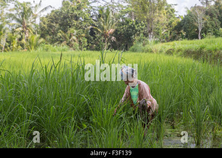 Ubdu, Bali, Indonésie - 30 juin 2015 : Photographie d'une vieille dame travaillant dans les rizières. Banque D'Images