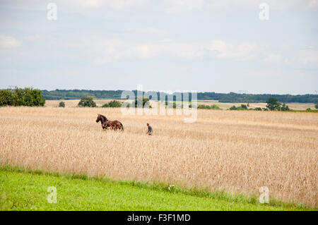 Cheval à l'ancienne à labourer le champ de blé - Pologne Banque D'Images