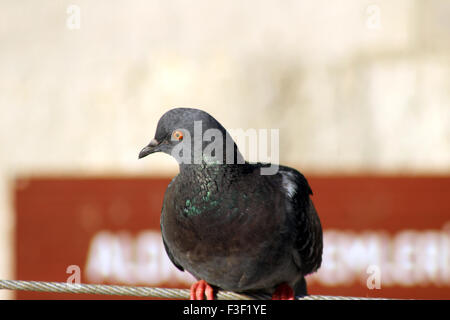 D'un pigeon posé sur un fil Banque D'Images