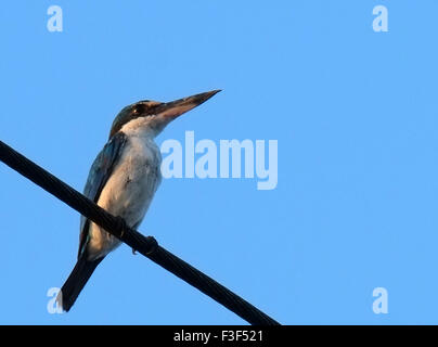 Tarakan, East Kalimantan, en Indonésie. 6 octobre, 2015. L'est du Kalimantan, Indonésie - 06 OCTOBRE : le collier kingfisher Todiramphus chloris) (vu à Tarakan, 06 octobre 2015 dans l'est du Kalimantan, en Indonésie. Le collier est une Kingfisher Kingfisher de taille moyenne appartenant à la famille des Halcyonidae, l'arbre des martins-pêcheurs. Il est également connu comme le martin-pêcheur à ventre blanc ou kingfisher mangrove. Il possède une large gamme s'étend de la mer Rouge dans le sud de l'Asie et l'Australie à la Polynésie. C'est une très espèce variable avec environ 50 sous-espèces. © Sijori Images/ZUMA/Alamy Fil Live News Banque D'Images