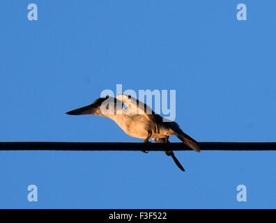 Tarakan, East Kalimantan, en Indonésie. 6 octobre, 2015. L'est du Kalimantan, Indonésie - 06 OCTOBRE : le collier kingfisher Todiramphus chloris) (vu à Tarakan, 06 octobre 2015 dans l'est du Kalimantan, en Indonésie. Le collier est une Kingfisher Kingfisher de taille moyenne appartenant à la famille des Halcyonidae, l'arbre des martins-pêcheurs. Il est également connu comme le martin-pêcheur à ventre blanc ou kingfisher mangrove. Il possède une large gamme s'étend de la mer Rouge dans le sud de l'Asie et l'Australie à la Polynésie. C'est une très espèce variable avec environ 50 sous-espèces. © Sijori Images/ZUMA/Alamy Fil Live News Banque D'Images