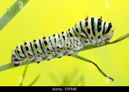 Catrepillar Swallowtail, 6 jours après l'éclosion et d'environ 20mm de longueur. Banque D'Images