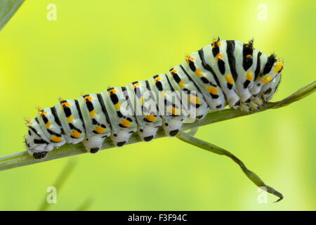 Catrepillar Swallowtail, 6 jours après l'éclosion et d'environ 20mm de longueur. Banque D'Images