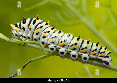 Catrepillar Swallowtail, 6 jours après l'éclosion et d'environ 20mm de longueur. Banque D'Images