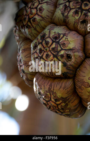 Portrait de fruits de Pandanus. Banque D'Images