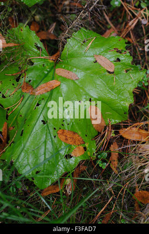 Plantes en forêt d'automne. Close up. Banque D'Images