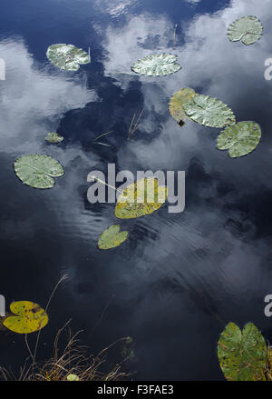 Les feuilles de nénuphar sur l'étang de l'automne. Banque D'Images