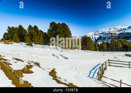 Clôture en face de la Dolomite montagnes couvertes de neige blanc et vert les conifères en Italie Banque D'Images