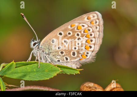 Blue (Polyommatus icarus commune) femmes assis sur feuille, Bade-Wurtemberg, Allemagne Banque D'Images