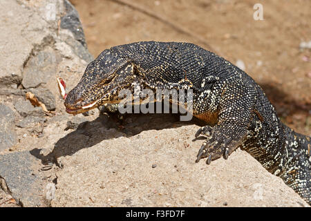 Reptile, lézard aquatique, Kandy, Colombo, Ceylan, Sri Lanka, République socialiste démocratique de Sri Lanka, Asie Banque D'Images