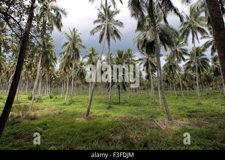 Plantation de palmiers à noix de coco, Negombo, Colombo, Ceylan, Sri Lanka, République socialiste démocratique de Sri Lanka, Asie Banque D'Images