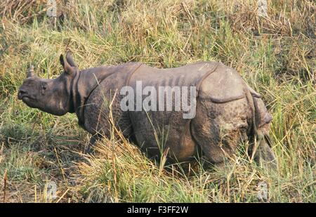 Rhinocéros ; rhinocéros indiens ; rhinocéros unicornis ; rhinocéros indiens ; rhinocéros à cornes plus grands ; rhinocéros indiens ; Parc national du Kaziranga ; Assam ; Inde ; Asie ; Asie ; Asie ; Indien Banque D'Images