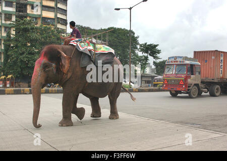 Éléphant avec Mahut sur l'autoroute près de l'express de l'Est ; Bombay Mumbai Mulund ; Inde ; PAS DE MR Banque D'Images