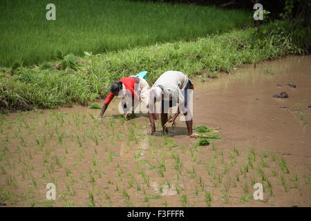 Agriculteurs, hommes et femmes de riz paddy de replantation en champ ; Konkan Maharashtra Inde ; ; PAS DE MR Banque D'Images