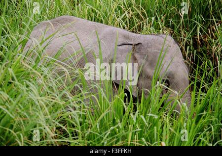 Éléphant dans les prairies ; Parc national de Kaziranga ; Assam ; Inde ; Asie ; Asie ; Indien Banque D'Images