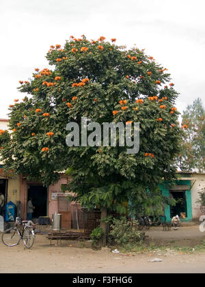 Nom commun African Tulip Tree Spathodea campanulata ; nom latin ; les fleurs rouges Banque D'Images