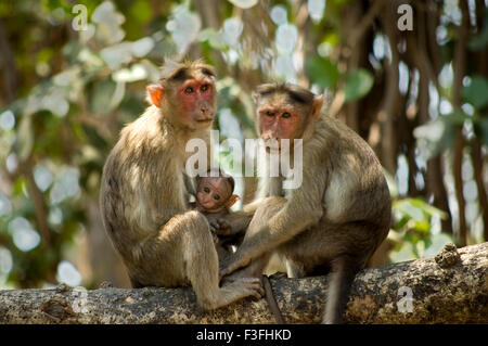 Famille de singes rhésus macaques (Bonnet) sont trouvés près de grottes d'Elephanta ; Bombay Mumbai Maharashtra ; Inde ; Asie ; Banque D'Images