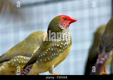 Star finch ; Poephila Ruficauda ; Neochmia ruficauda ; Bathilda ruficauda ; marché aux oiseaux ; Galiff Street ; Calcutta ; Kolkata ; Bengale-Occidental ; Inde ; Asie Banque D'Images