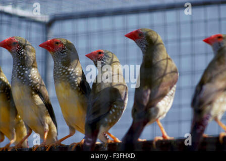 Star finch ; Poephila Ruficauda ; Neochmia ruficauda ; Bathilda ruficauda ; marché aux oiseaux ; Galiff Street ; Calcutta ; Kolkata ; Bengale-Occidental ; Inde ; Asie Banque D'Images