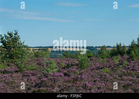 Les plages des landes à Ash, Ash, Surrey, UK. Banque D'Images