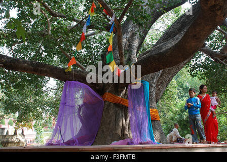 Arbre de Bodhi ou ficus banyan tree ; Gaya Bihar ; Inde ; Banque D'Images