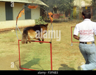 Un chien alsacien à travers un anneau de feu sauts dans le cadre de la formation à Bombay maintenant Mumbai Maharashtra ; Inde ; Banque D'Images