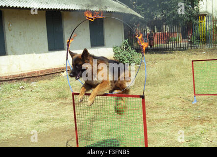 Un chien alsacien à travers un anneau de feu sauts dans le cadre de la formation à Bombay maintenant Mumbai Maharashtra ; Inde ; Banque D'Images